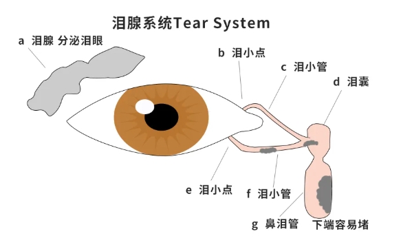 淚腺系統(tǒng)